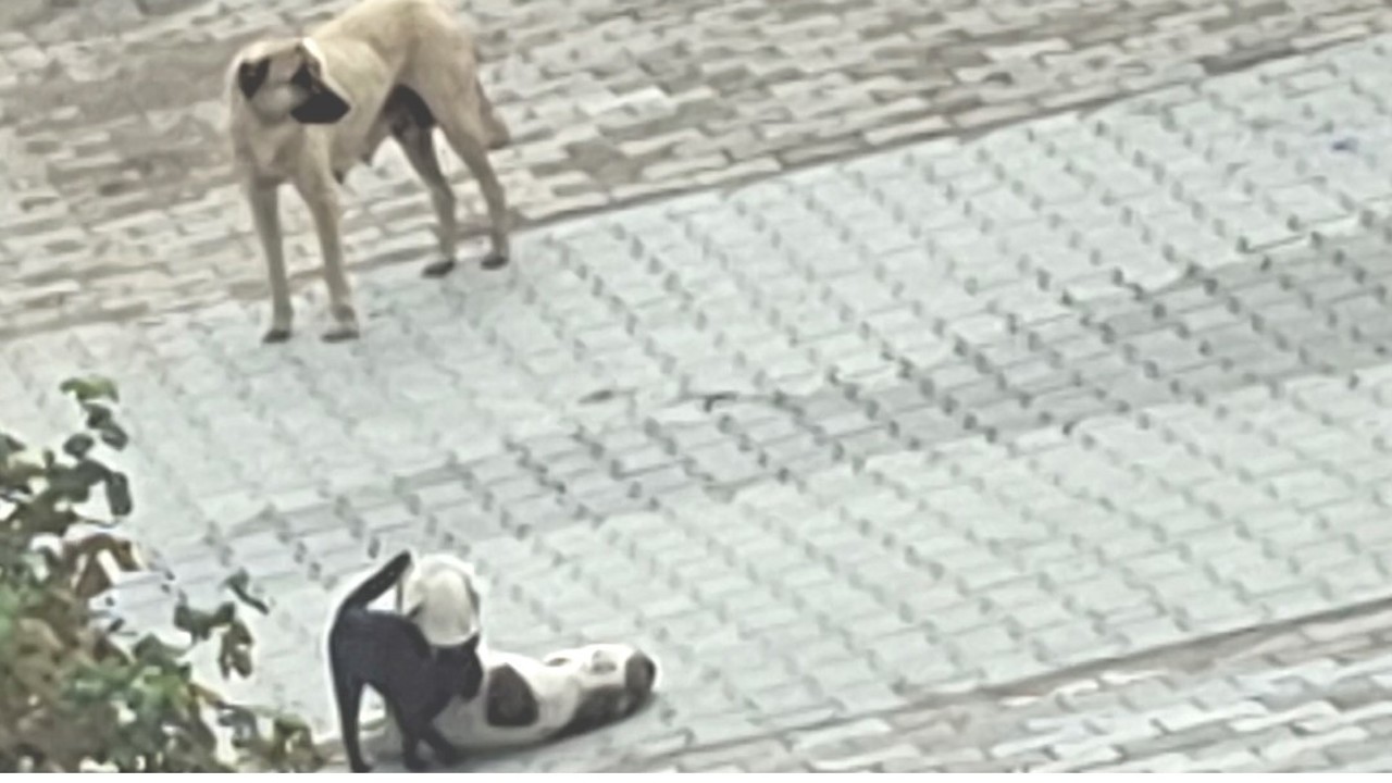 Kedi-köpek dostluğu kameralara yansıdı
