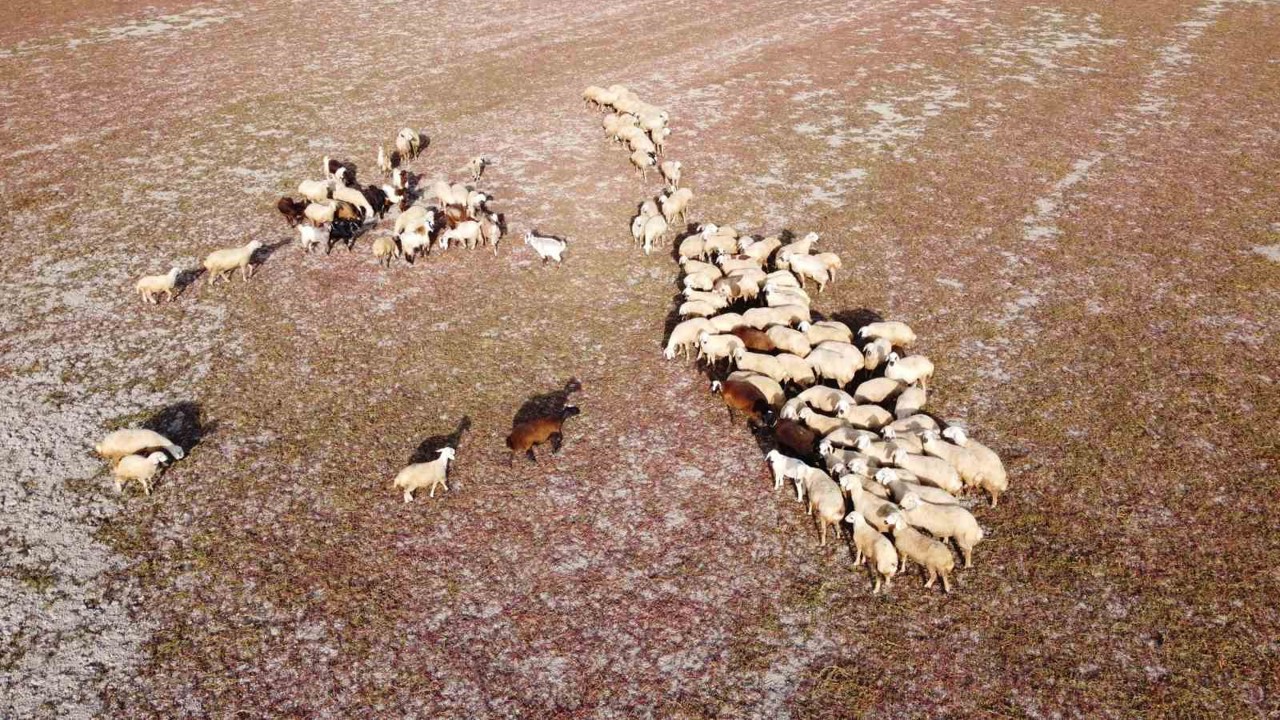 Kuraklığın vahim tablosu: Kuruyan baraj havzasında hayvanlar otlatılıyor
