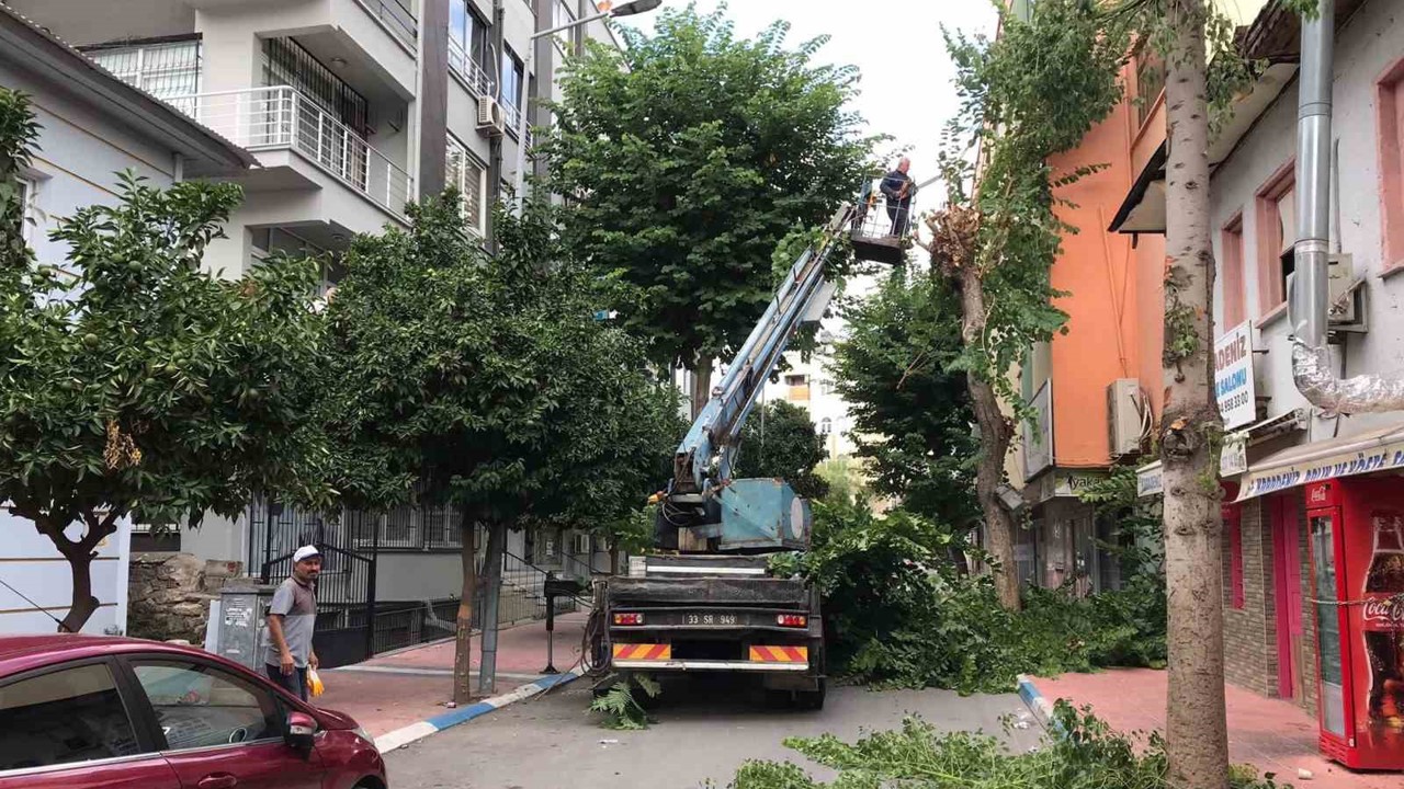 Akdeniz’de ağaçlara sonbahar bakımı
