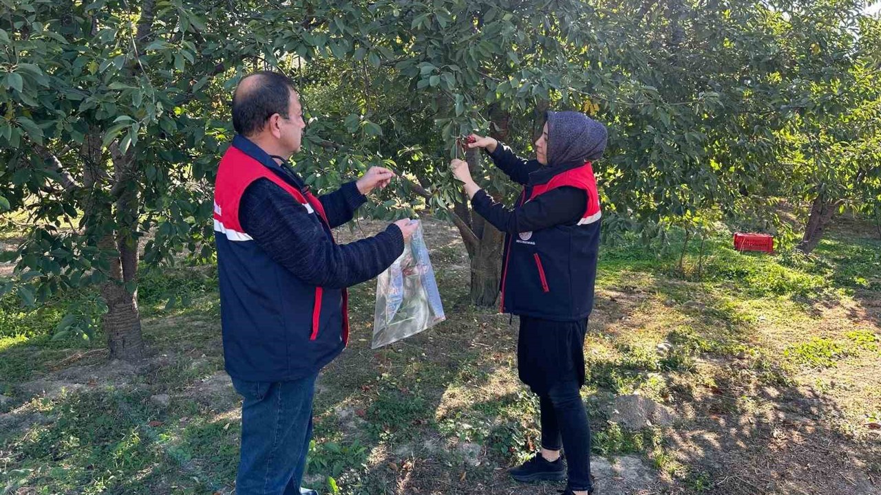 Kiraz ve vişne de zararlılara karşı numune alındı
