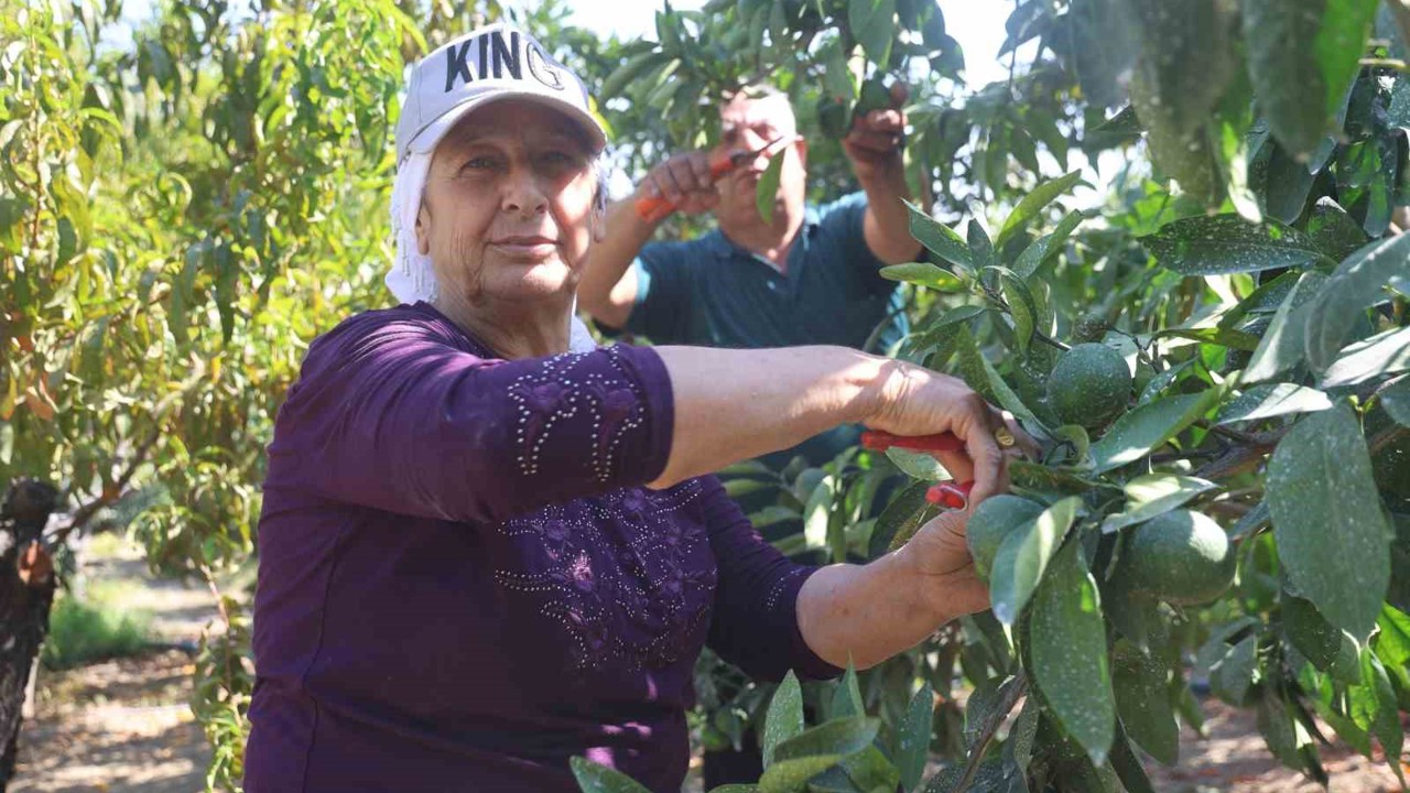 Kuraklığın rekolteyi etkilediği erkenci mandalina, tarladan 30 TL ile 40 TL arasından alıcı buluyor
