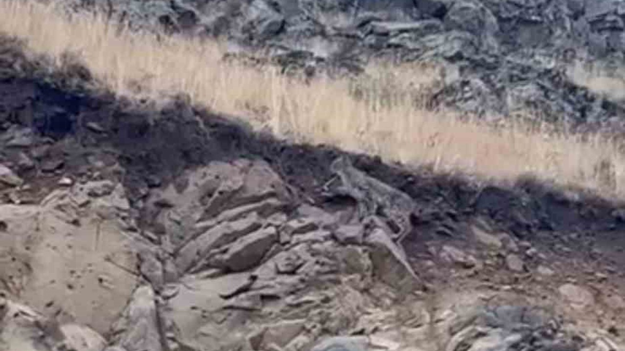 Kars’ta ormanların hayaleti vaşak kameraya yansıdı
