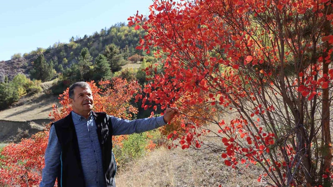 Kaplaç Ağaçları doğayı kırmızıya boyadı
