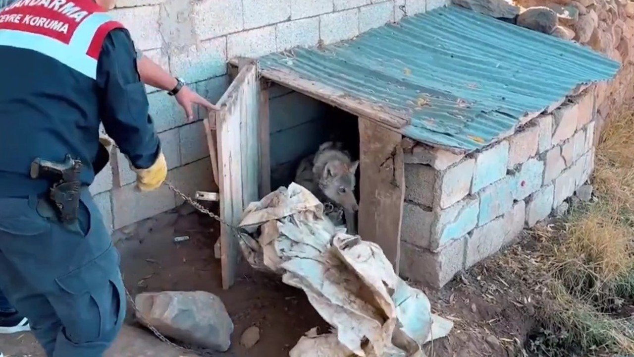 Van’da kurdu zincirle bağlayan şahsa 81 bin 355 TL para cezası
