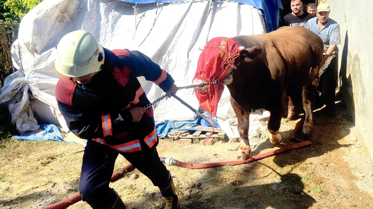 Battalgazi’de Ahır Yangını: 8 Büyükbaş Hayvan Kurtarıldı
