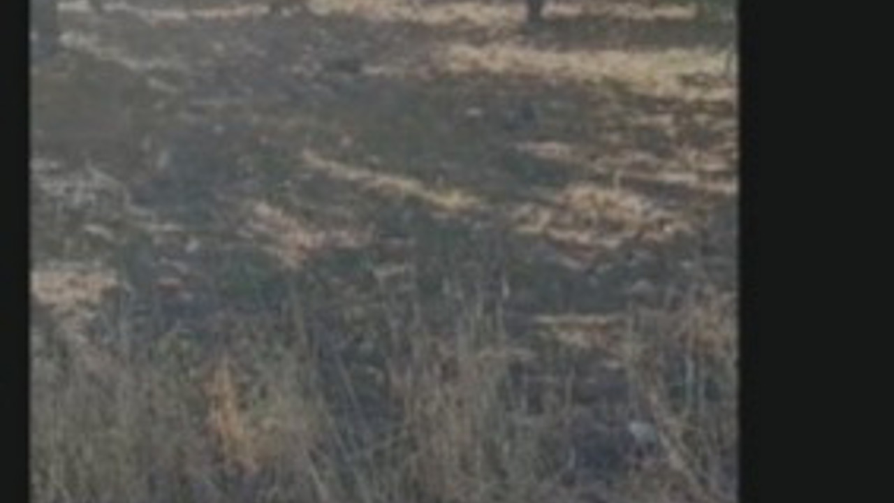 Battalgazi’de başıboş köpek sorunu mahalleliyi endişelendirdi