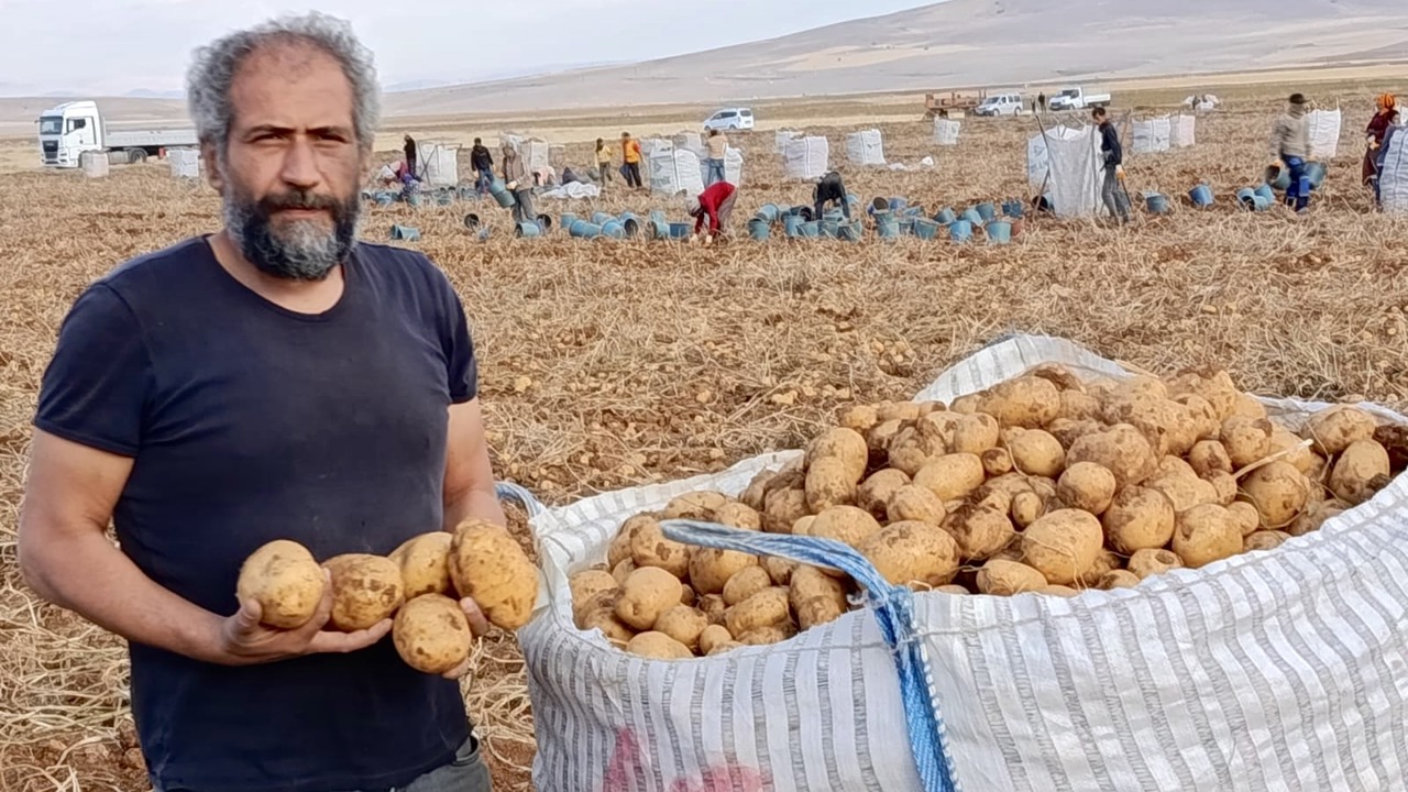 Türkiye’nin Kaliteli Patatesi Başdirek’ten Geliyor: Rekor Hasat Kapıda