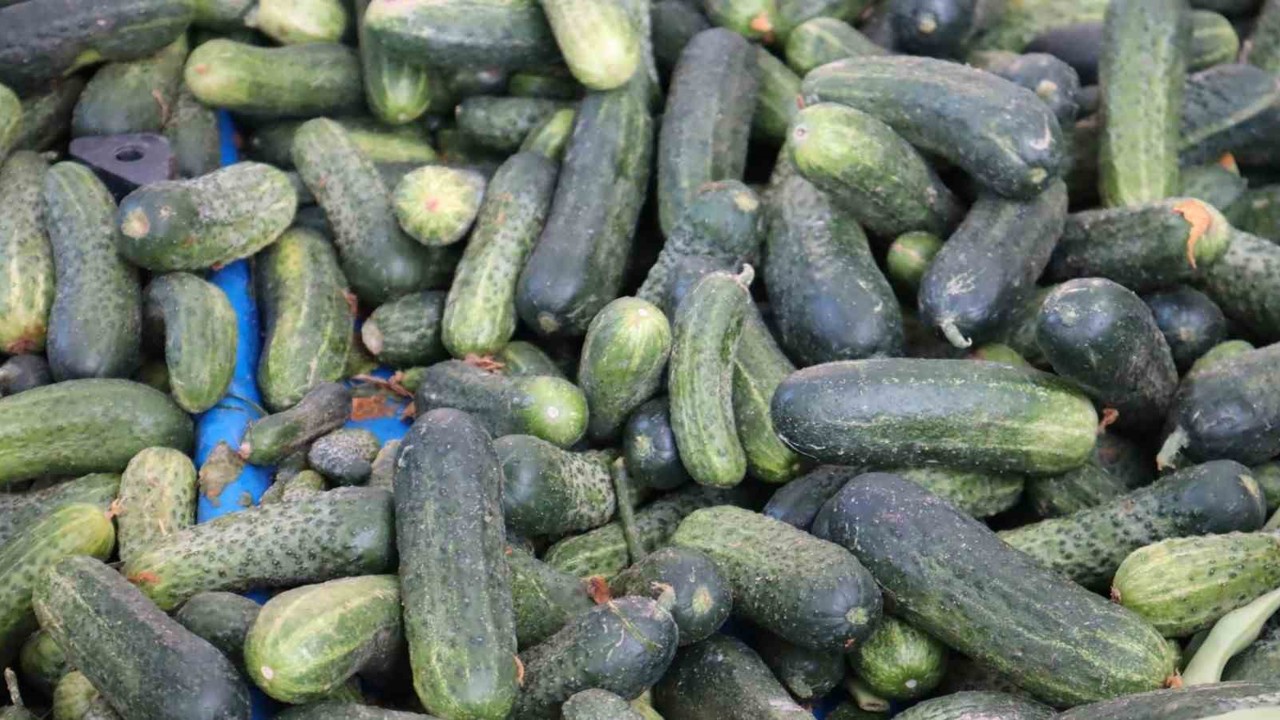 Vatandaş pahalı bulsa da almaktan vazgeçemiyor
