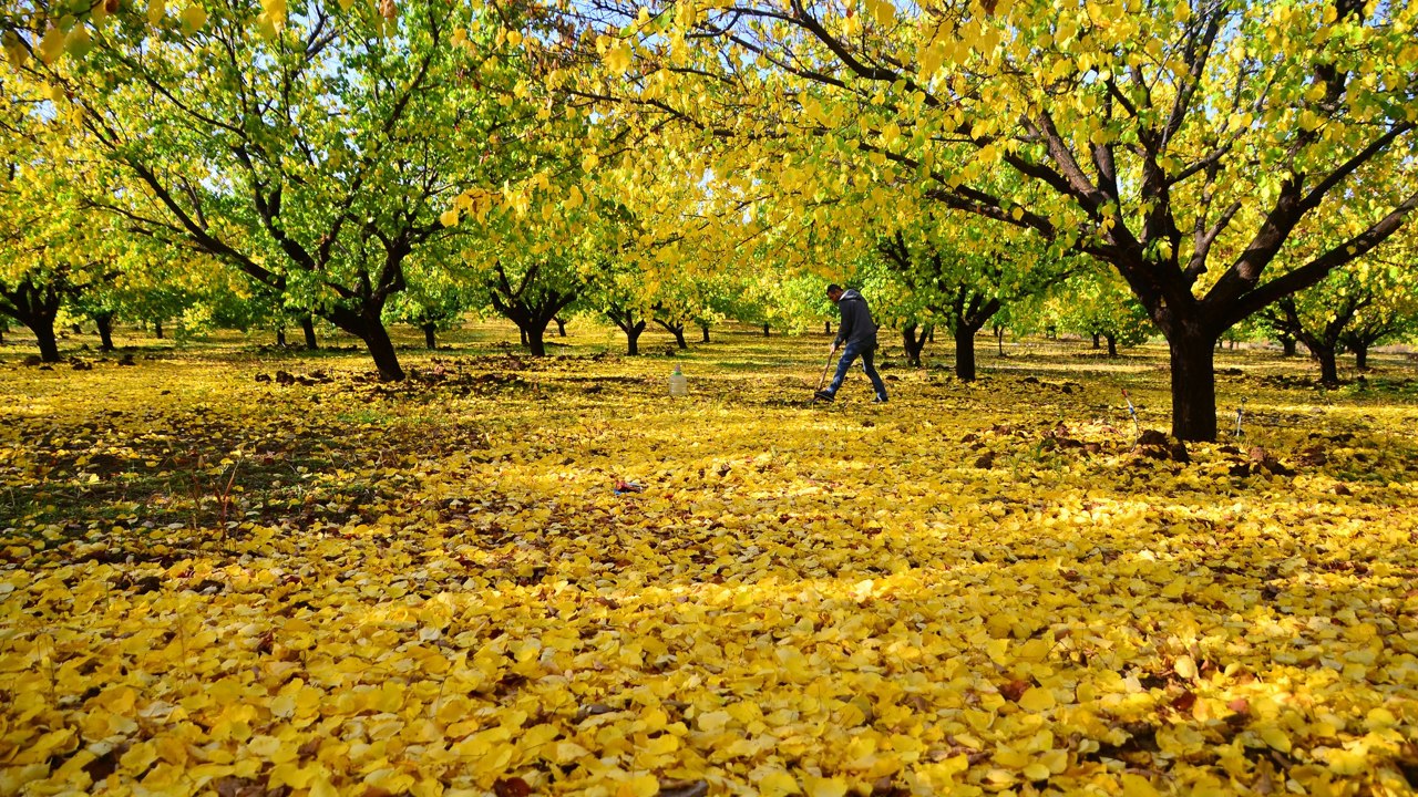 Kayısı Bahçelerinde Sonbahar Mücadelesi Başladı