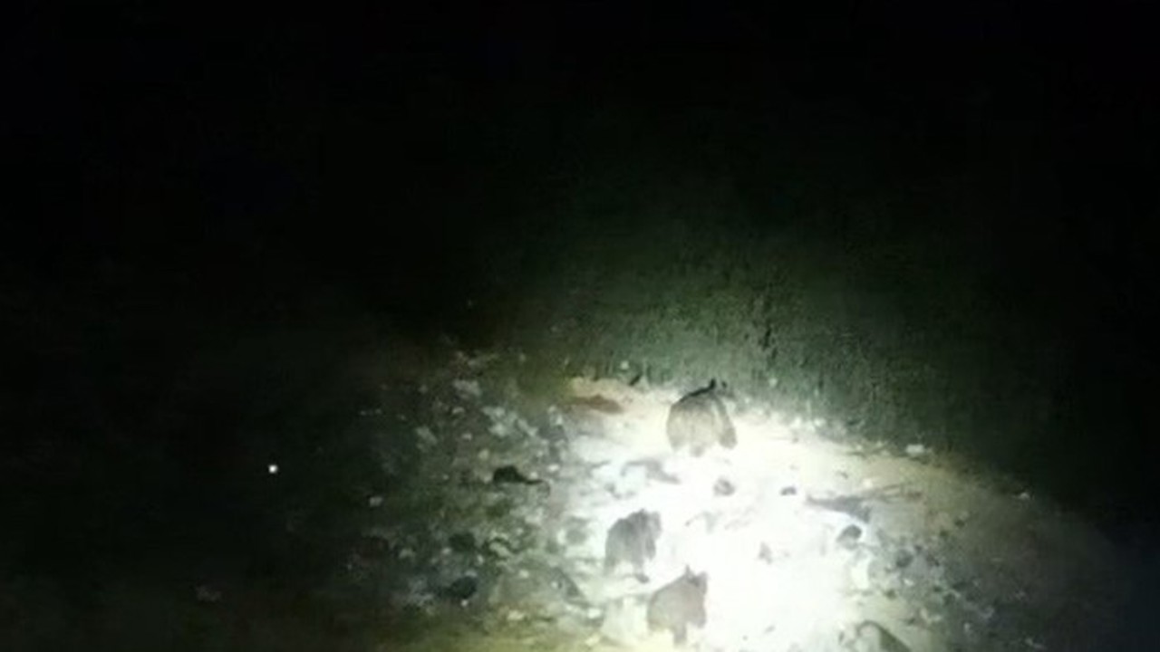 Çukurca yoluna inen ayı ailesi görüntülendi
