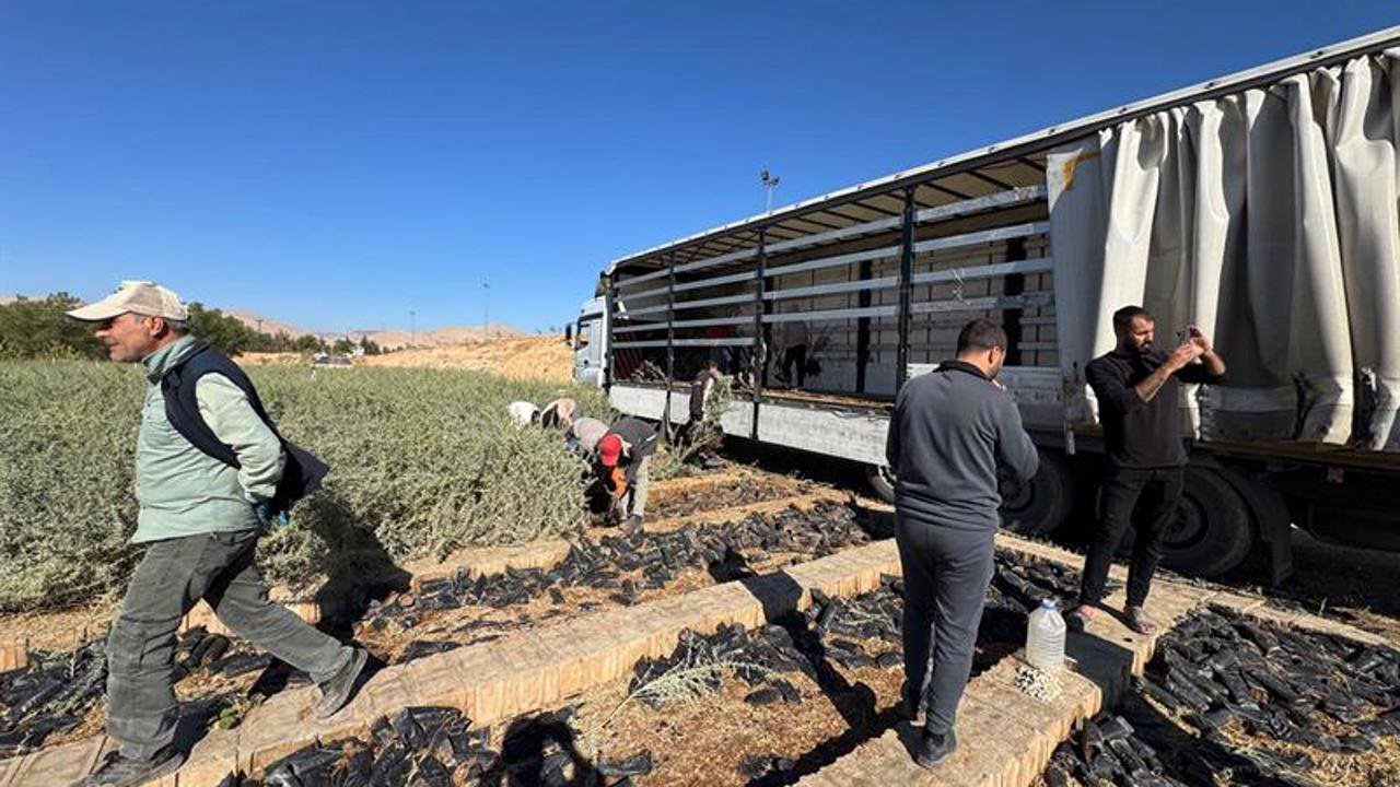 Tuz Çalısı Fidanları Malatya Meralarında Yeni Bir Dönemi Başlatıyor