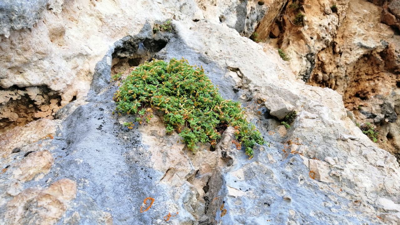 Malatya’nın Gizli Hazinesi: Şifa Saçan Bitki