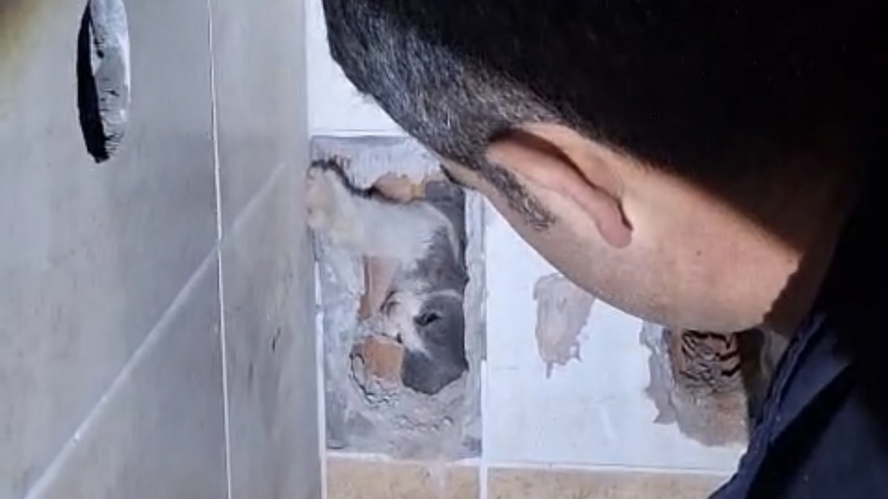 Havalandırma boşluğuna düşen kedi itfaiye tarafından kurtarıldı