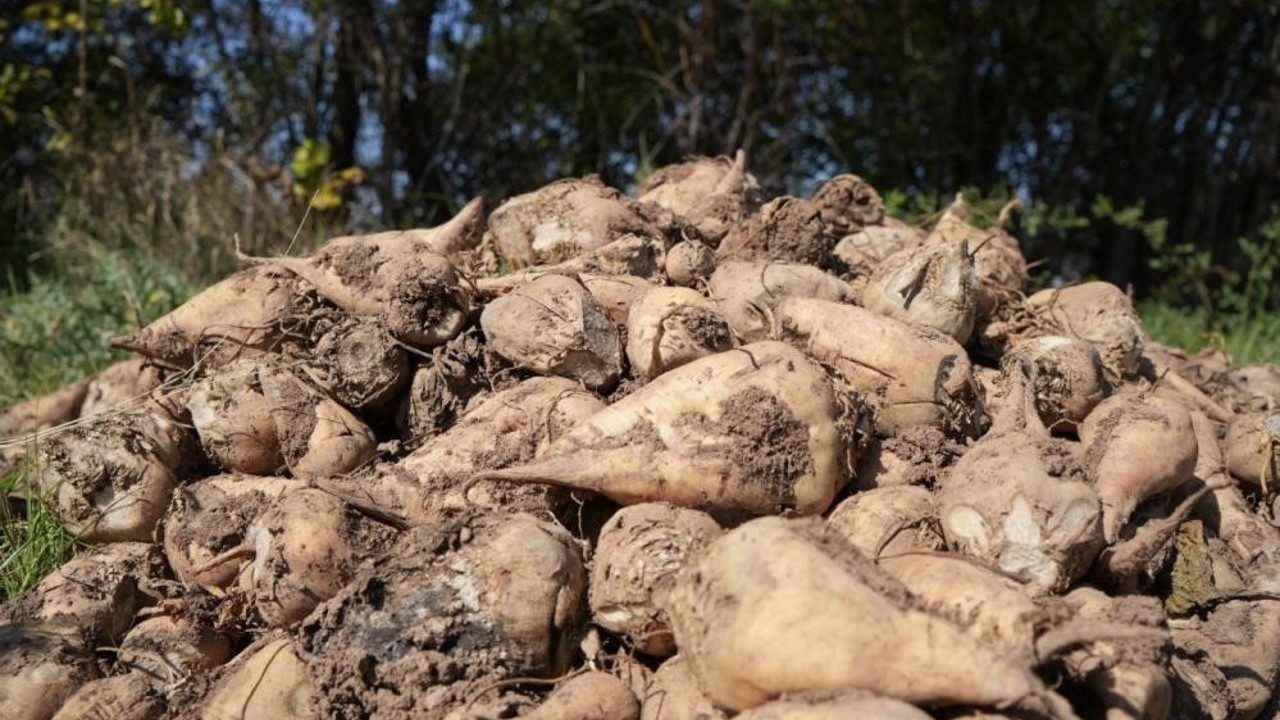 Tarım Bakanlığı: "Kuraklık nedeniyle şeker pancarı üretimini kısıtlamayacağız"
