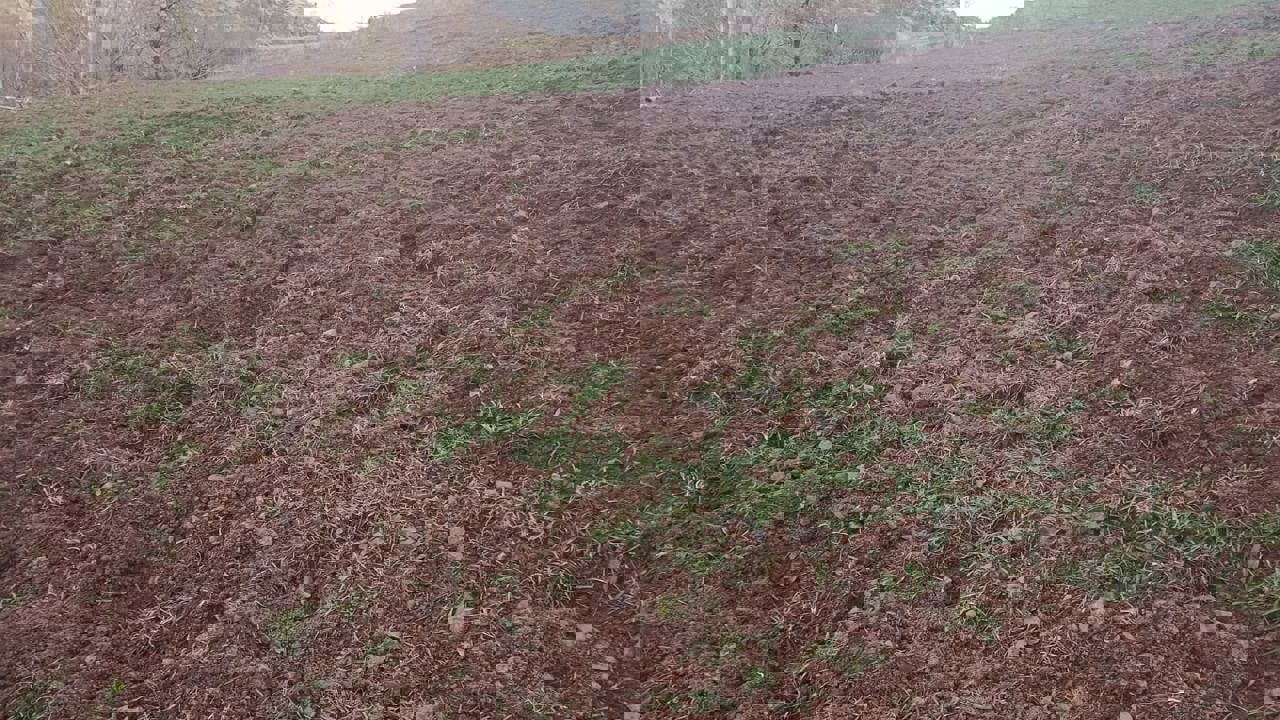 Pütürge’de Domuzlar Çiftçilerin Ürünlerini Tahrip Ediyor