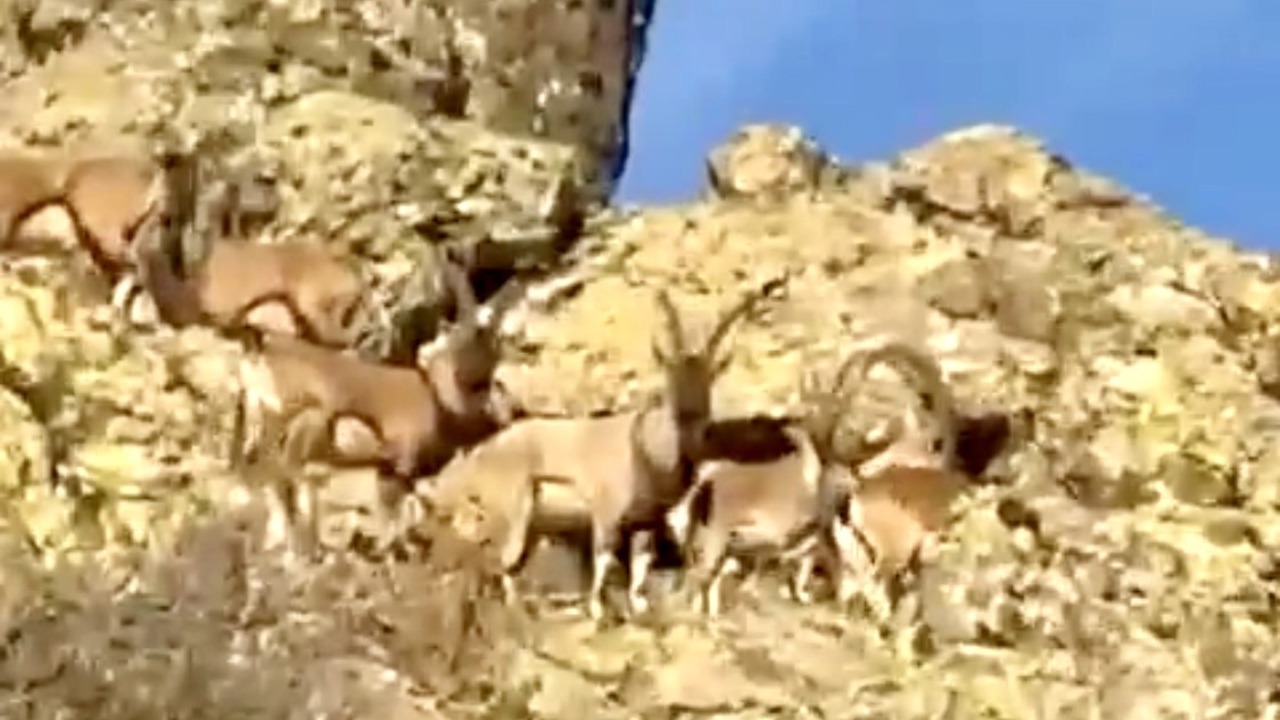Vali Yavuz’dan Doğal Yaşam Çağrısı: “Yaban Keçilerine Sahip Çıkmalıyız”