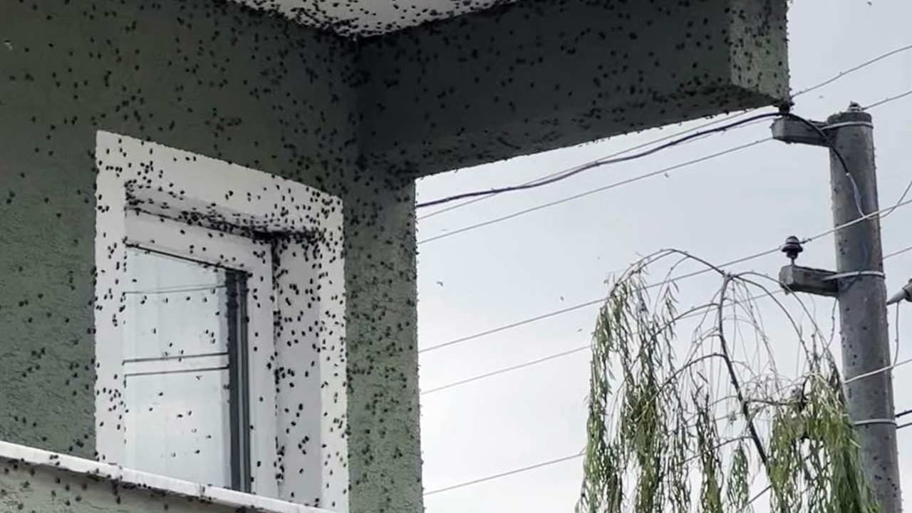 Kahverengi kokarcaların sardığı bina adeta renk değişti
