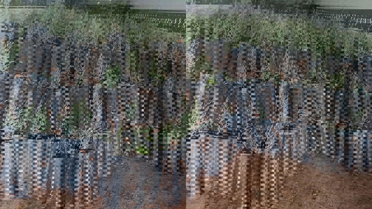 Türkiye’den Türkmenistan’a 50 Bin Fidan Desteği