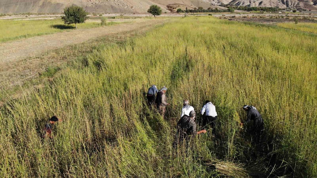 Şırnak’ta 5 bin dekar alandan 300 ton susam rekoltesi bekleniyor
