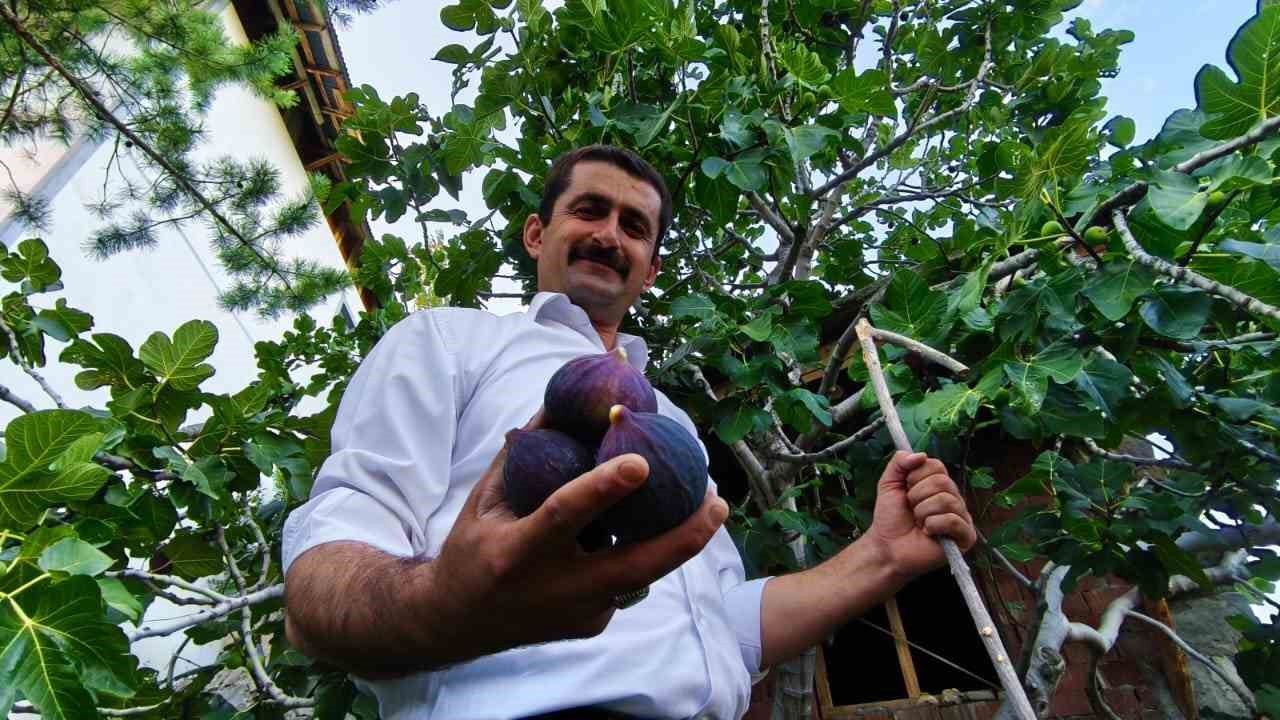 Bursa karası incirini Erzurum’da yetiştirdi
