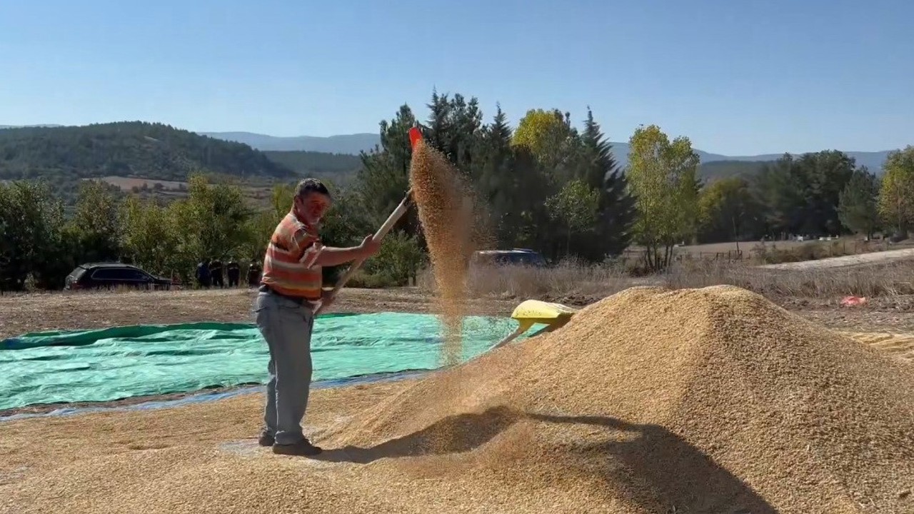 Sinop, çeltik üretiminde Türkiye’de 6’ncı sırada
