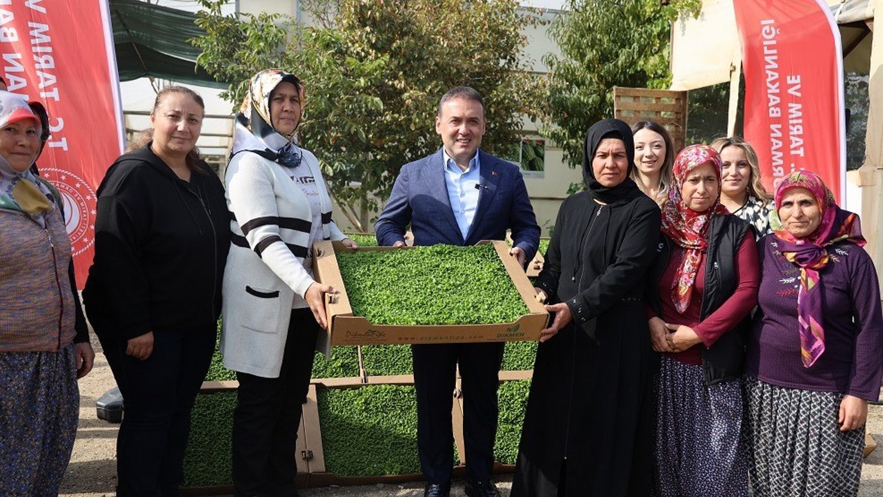 Bilecik’te tarıma can suyu: 926 bin marul fidesi toprakla buluştu

