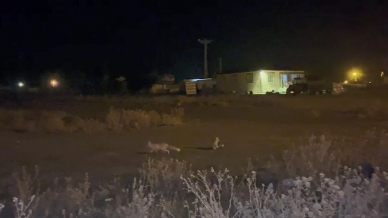 Kars’ta havalar soğudu tilkiler köye indi
