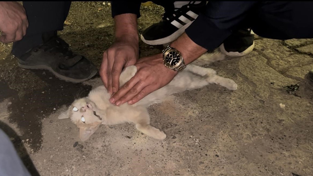 Bingöl’de itfaiye personelinden kediyi kurtarmak için kalp masajı

