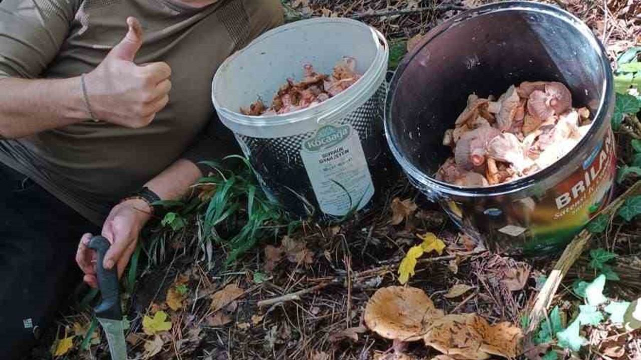 Bolu ormanlarında mantar bereketi: 25 kilo kanlıca topladı
