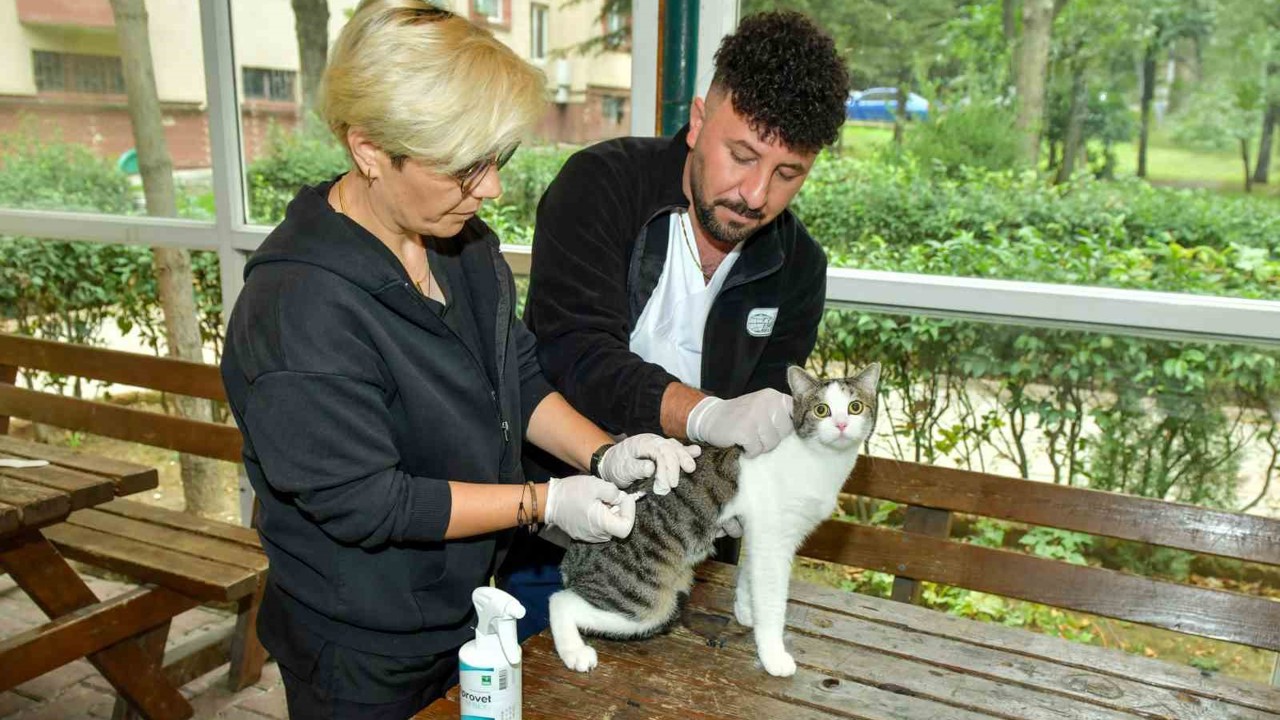 Esenyurt’ta sokak kedilerine parazit uygulaması: Hem hayvan sağlığına hem toplum sağlığına katkı

