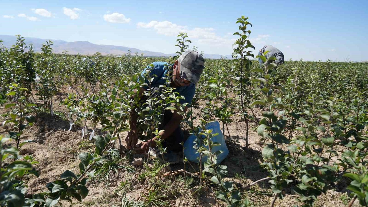 Niğde, elma fidanı üretiminde Türkiye’nin öncüleri arasında

