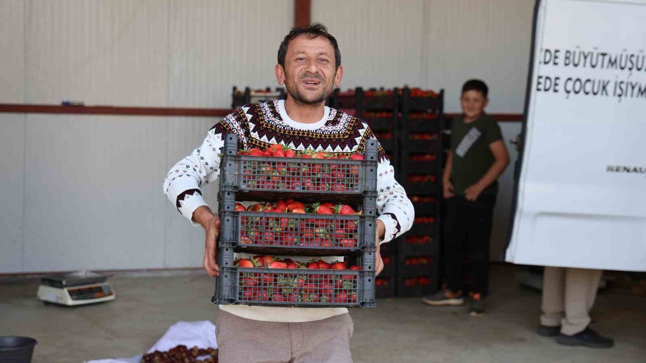 Eskiden barbunya üretim merkezi olan Ovacık yaylaları çileğe döndü
