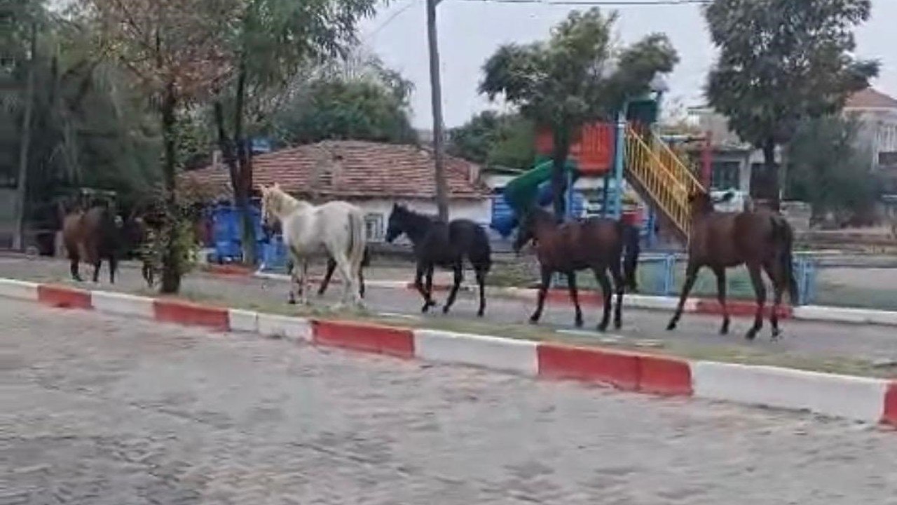 Tekirdağ’da başıboş atlar trafiği tehlikeye soktu
