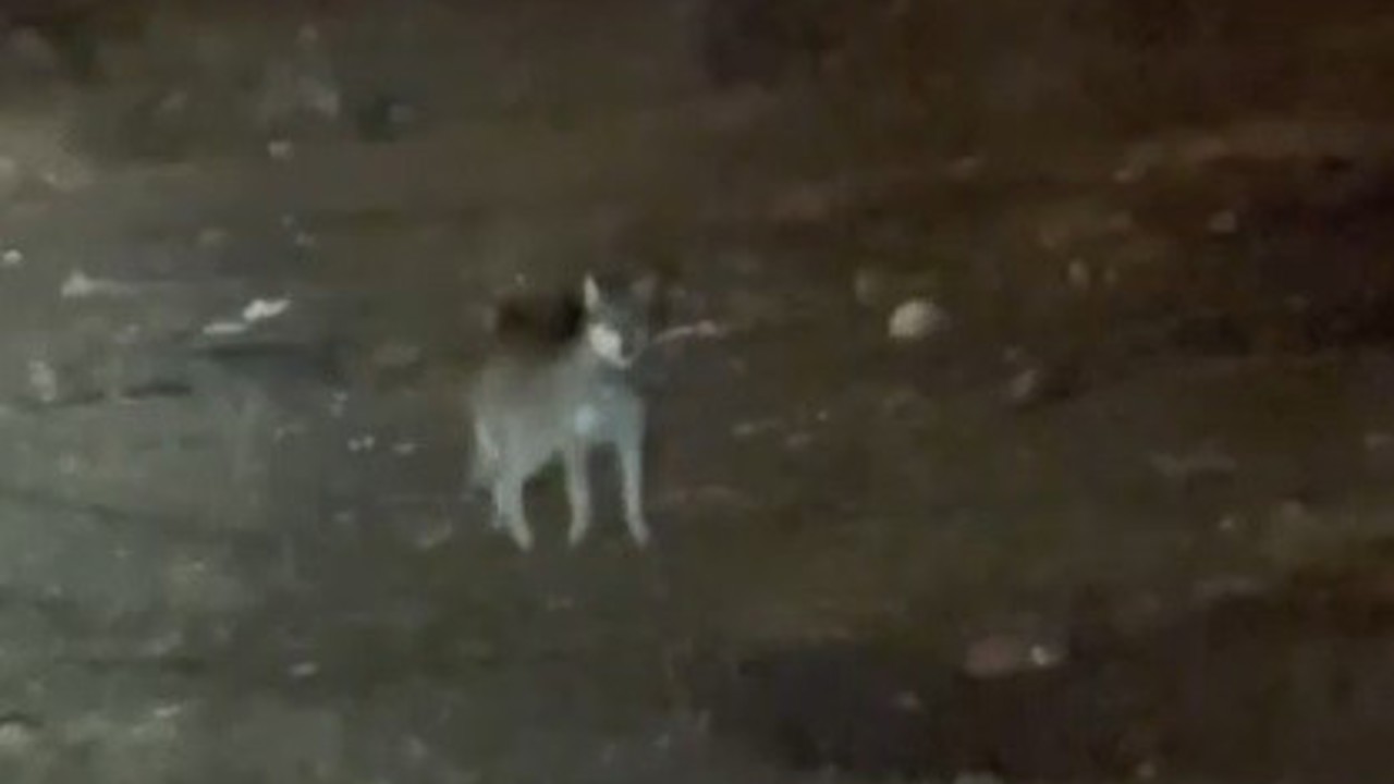 Kars’ın en şaşırtan misafiri: Kurt merkezde gezintiye çıktı
