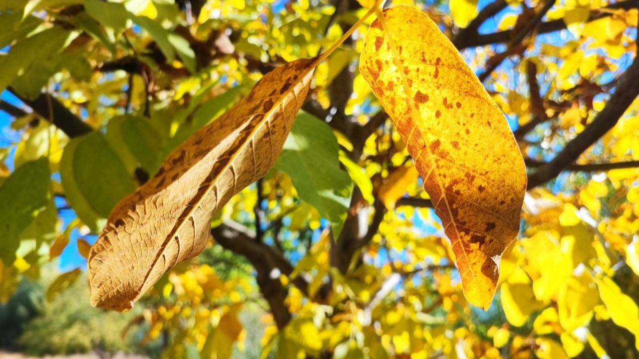 Sonbaharda ağaçlarda renk cümbüşü
