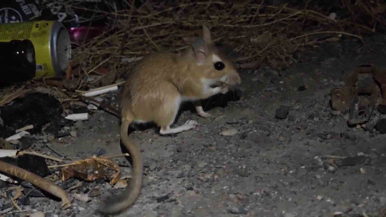 Nesli tükenme tehlikesindeki Arap tavşanı görüntülendi
