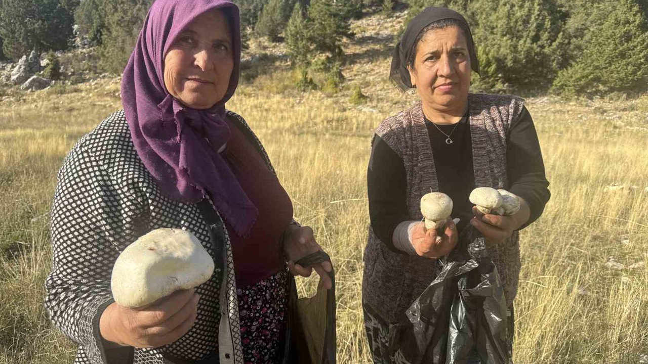 Toros’larda yağmurla birlikte mantar sezonu açıldı
