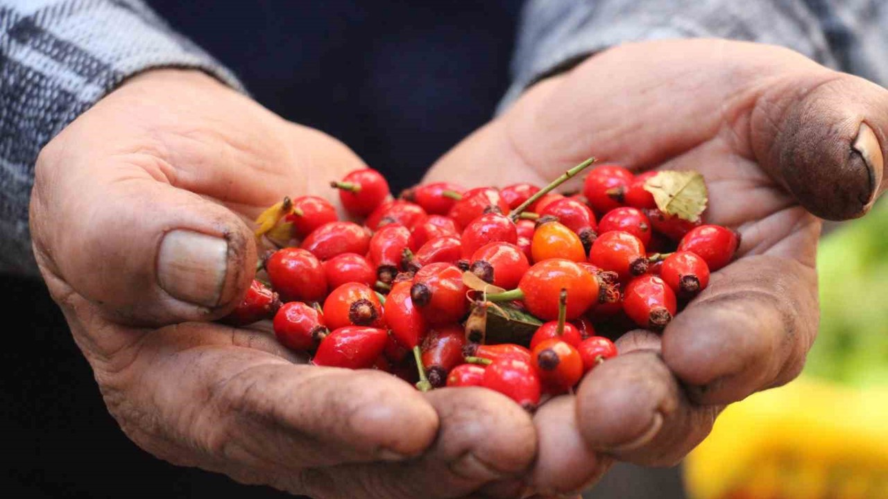 Dikenlerin arasında zahmetle toplanan kuşburnuna rağbet arttı
