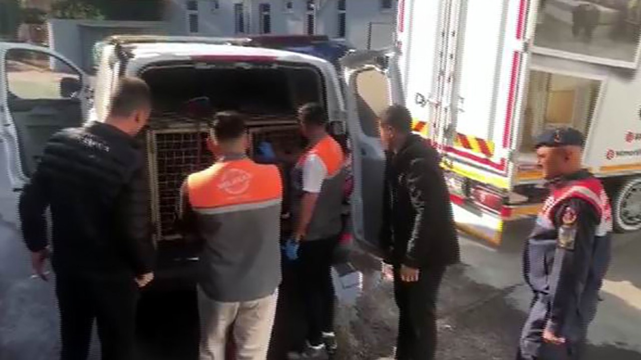 Jandarmadan köpek dövüşçülerine suçüstü
