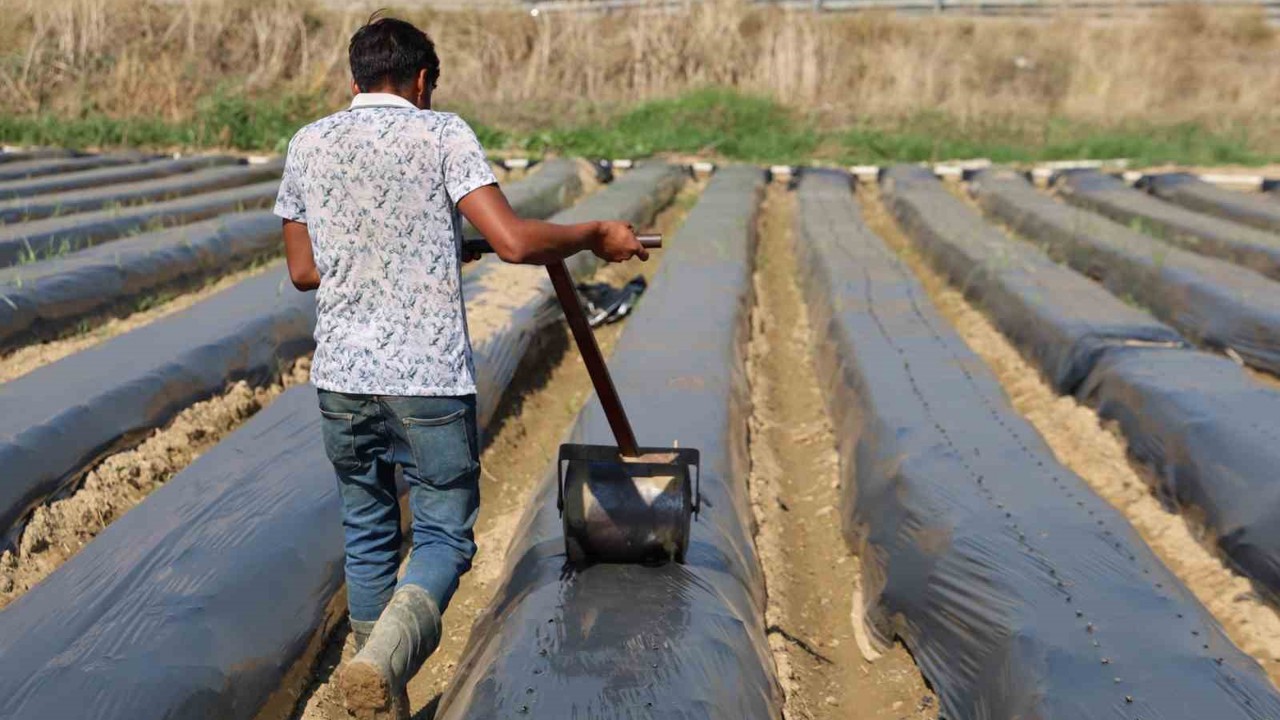 Aydın’da kış çileği hazırlıkları başladı
