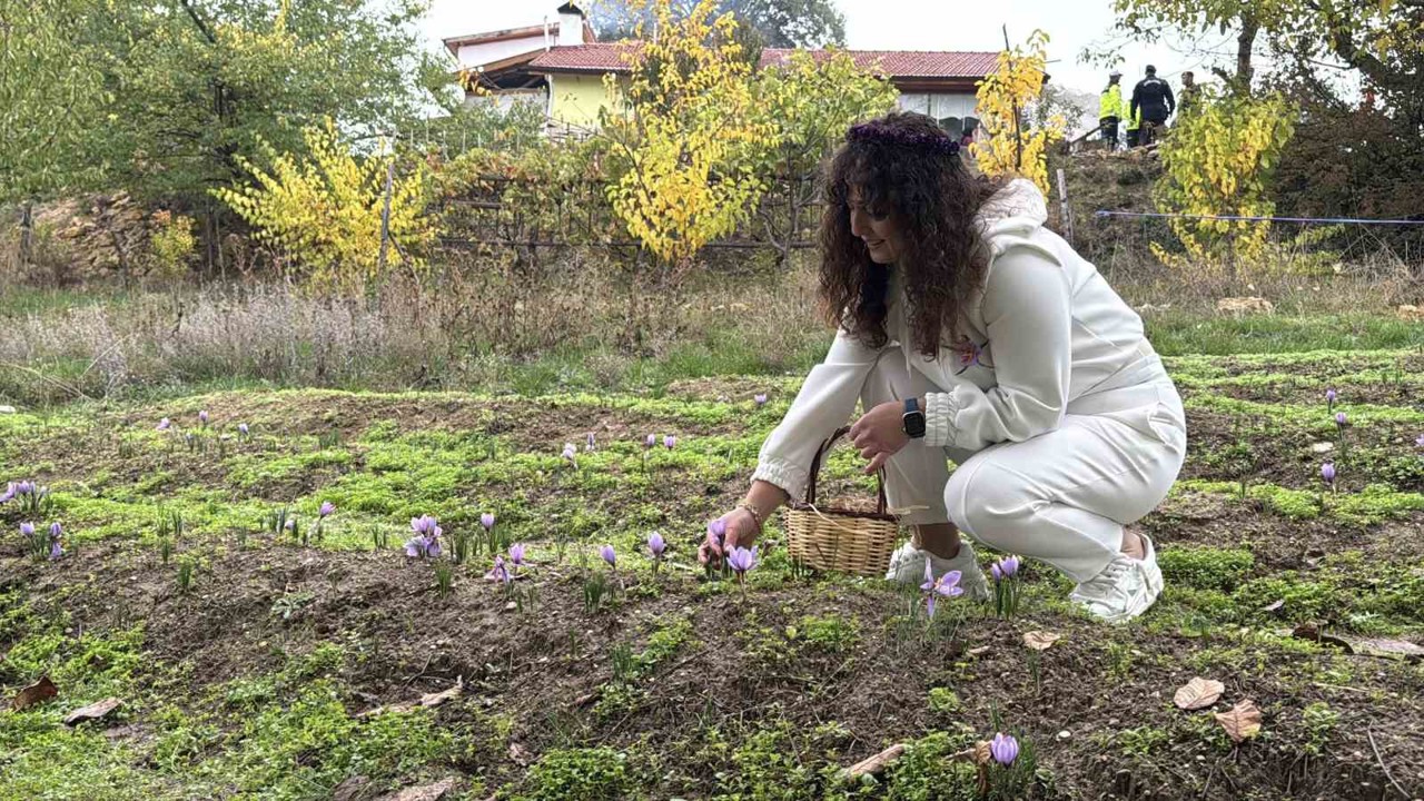 ’Dünyanın en pahalı baharatı’ safranın kilogramı 600 bin liradan satılacak
