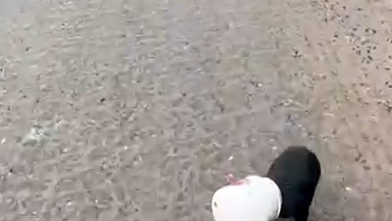 Yalova’da kamyon sürücüsü kafası plastik kaba sıkışan yavru köpeği kurtardı

