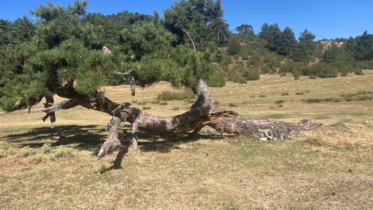 Asırlık çamın yaşam mücadelesi
