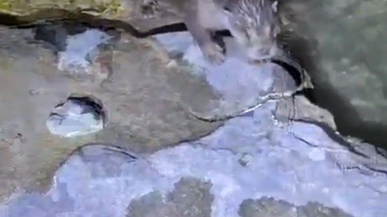 Halfeti’de su samuru görüldü
