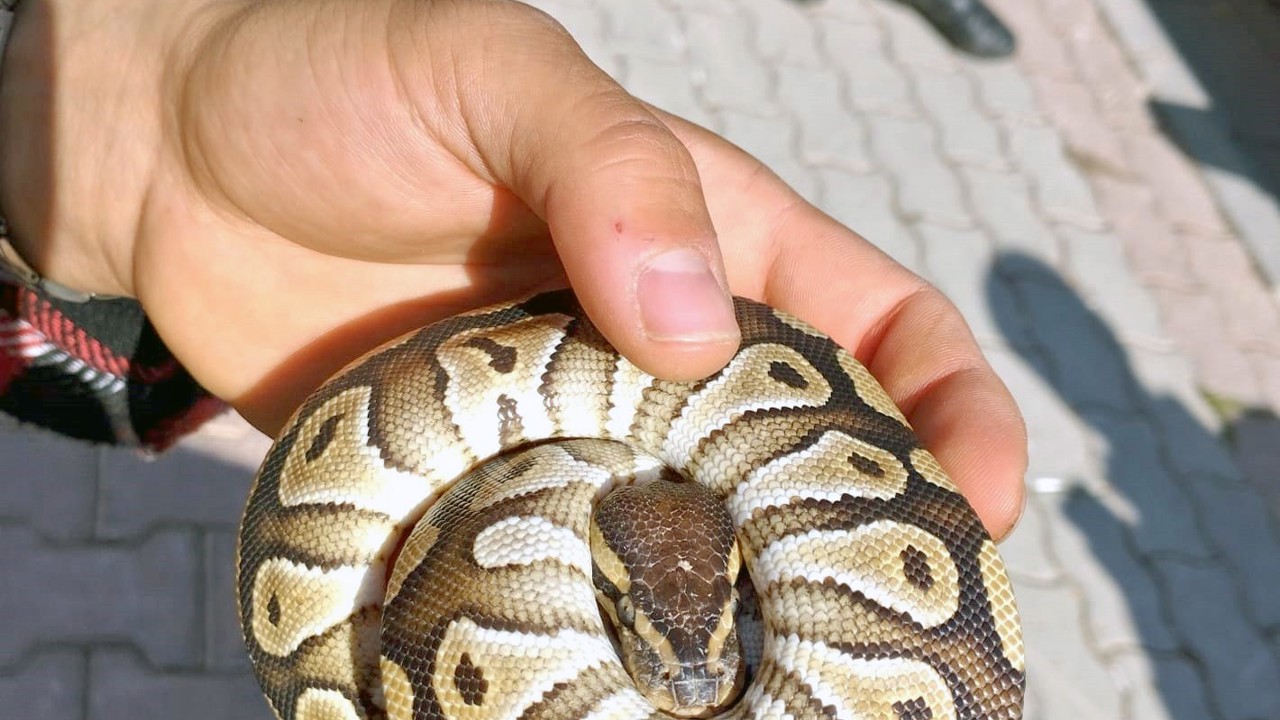 Cebinden yavru piton yılanı çıktı
