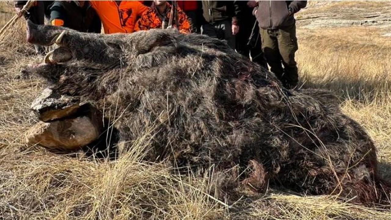 Elazığ’da avcılar 250 kiloluk domuz avladı
