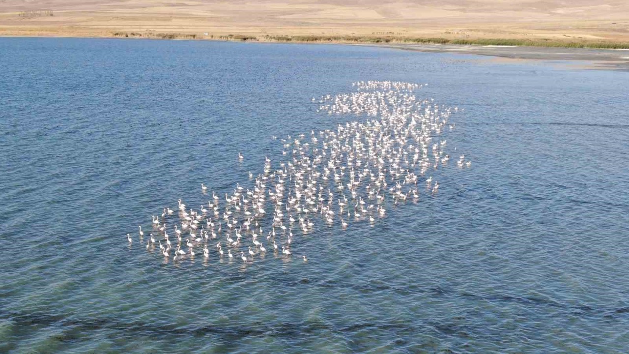 Van Gölü havzası flamingolarla renkleniyor
