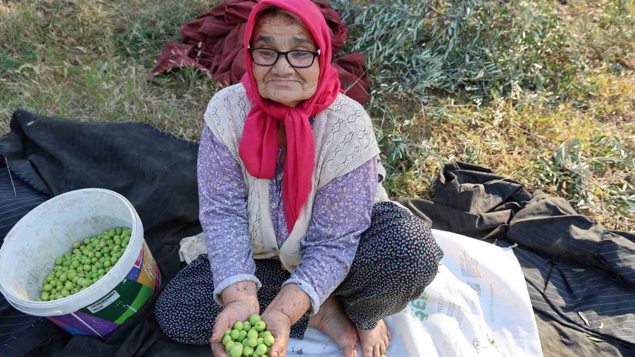 Zeytin hasadına asırlık ağaçlardan başlandı
