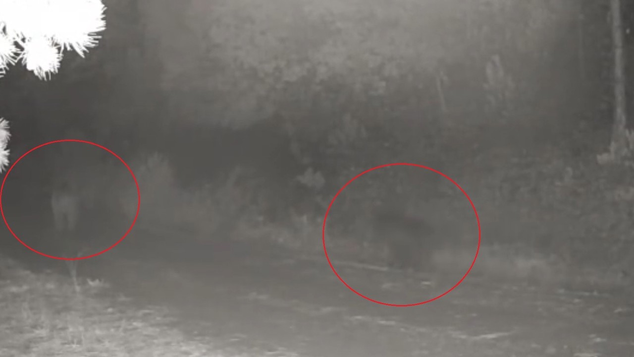 Ormanda yiyecek arayan anne ayı ve yavrusu fotokapanda
