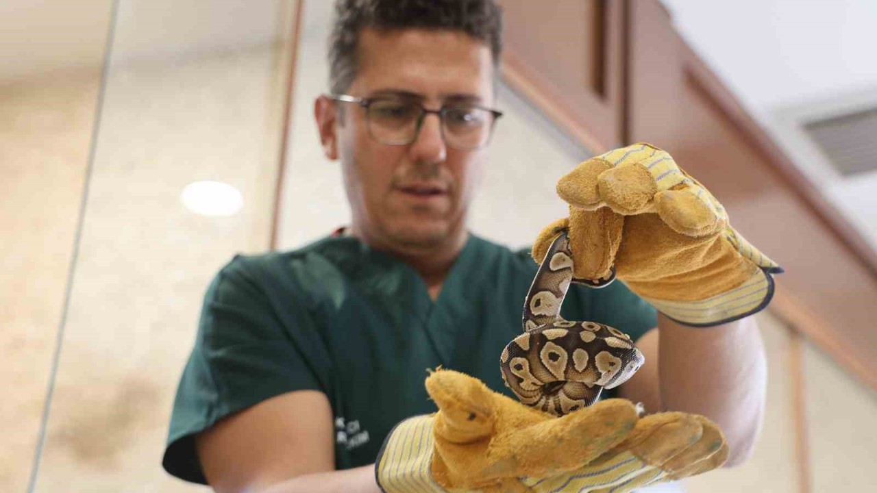 Konya’da bir şahsın cebinden çıkan yavru piton yılanı koruma altına alındı
